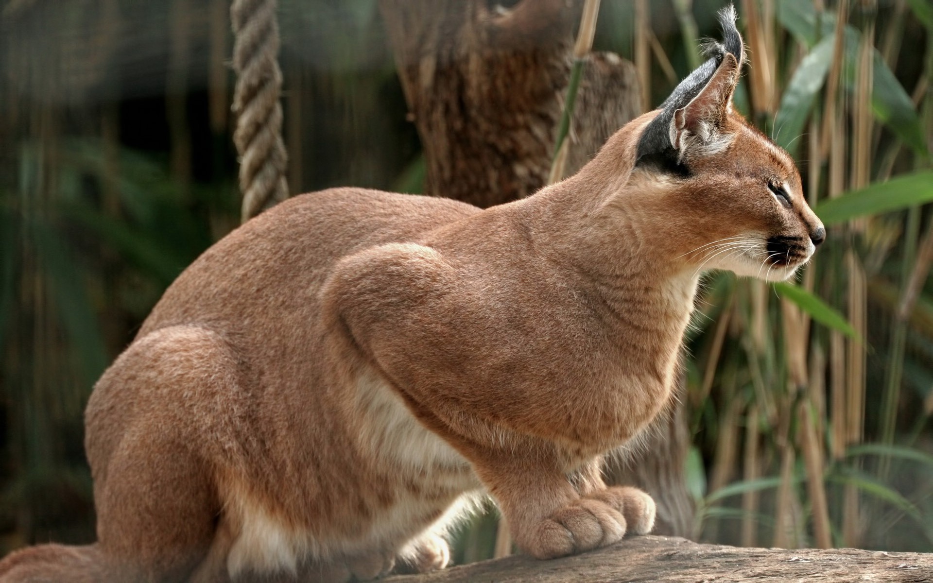 animals, Feline, Caracal Wallpapers HD / Desktop and Mobile Backgrounds
