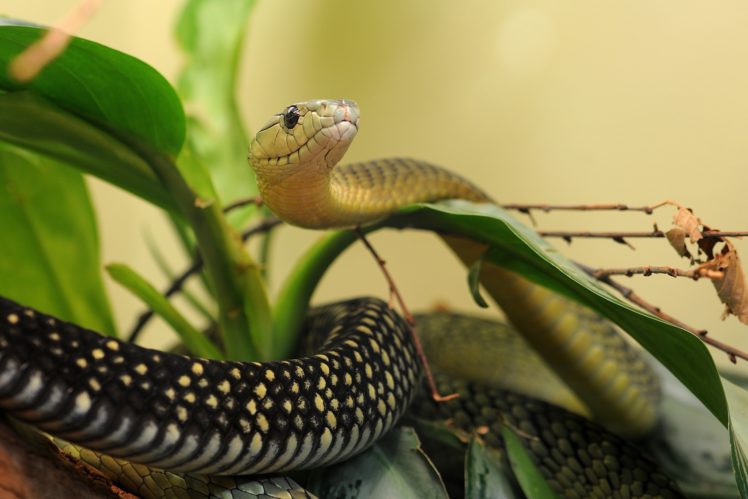 snake, Leaves, Macro HD Wallpaper Desktop Background