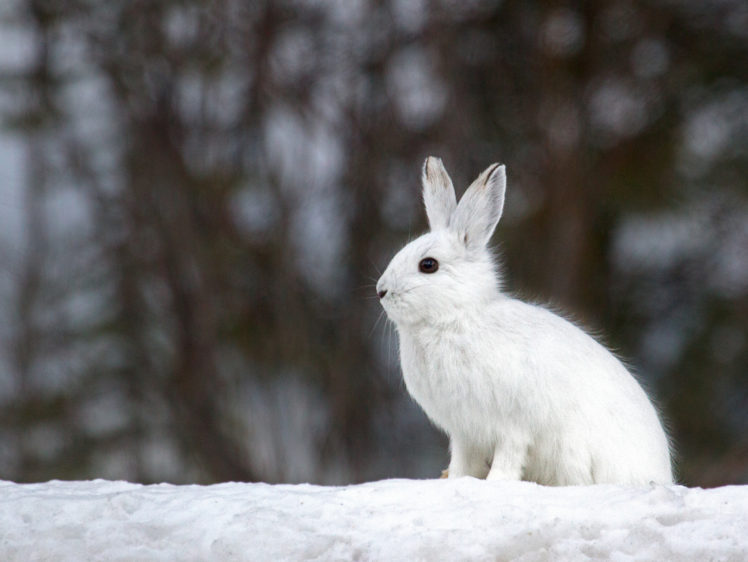 rodents, Hares, Snow, Animals HD Wallpaper Desktop Background
