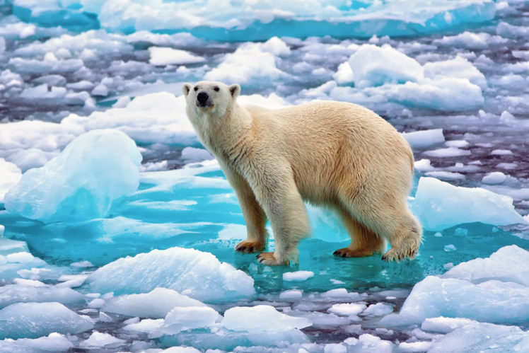 polar, Bear, Bear, Ice HD Wallpaper Desktop Background