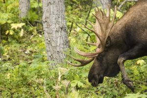 moose, Horns, Animals