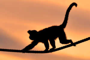 monkey, Rope, Sunset