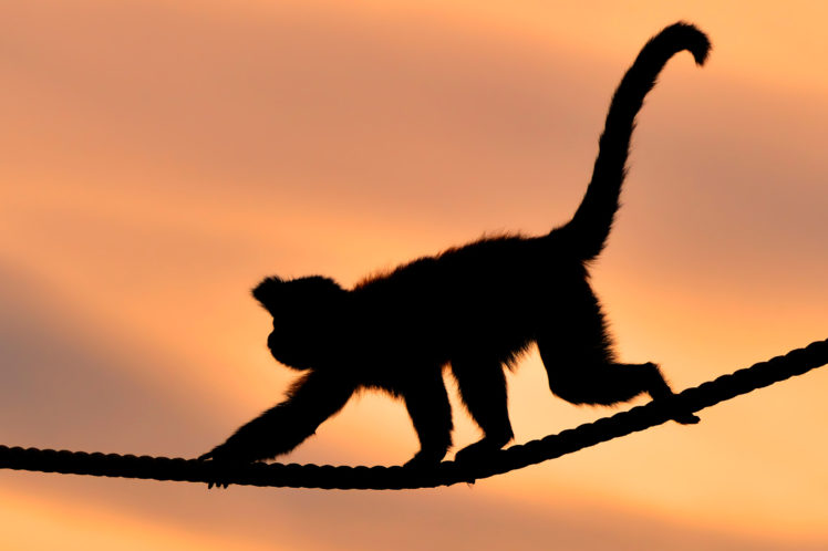 monkey, Rope, Sunset HD Wallpaper Desktop Background