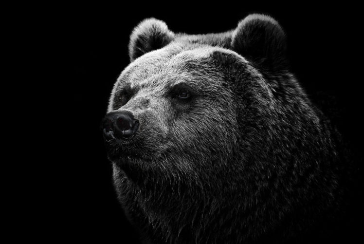 black, Bear HD Wallpaper Desktop Background