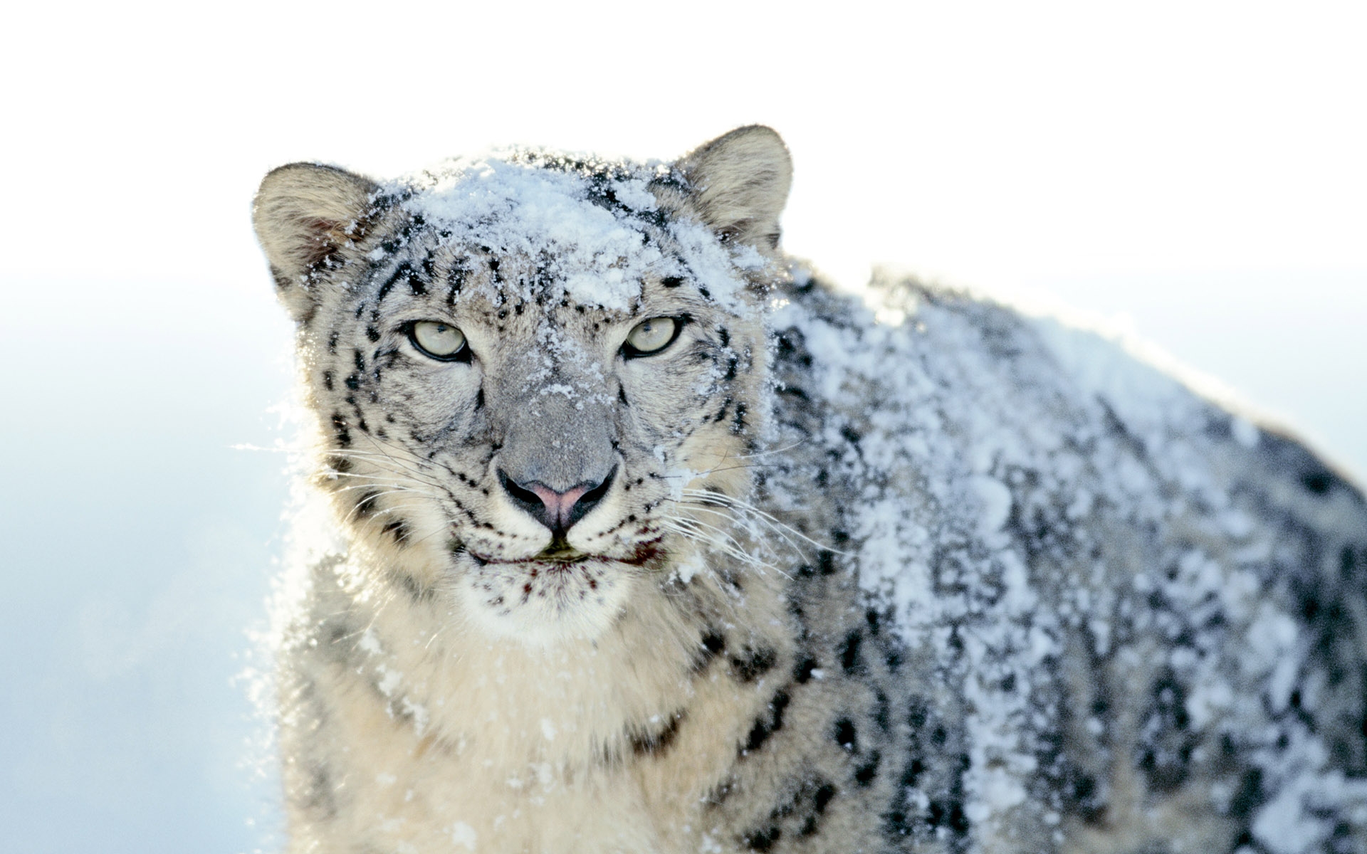 snow, Leopard Wallpaper