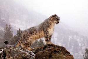 wall, Snow, Leopards