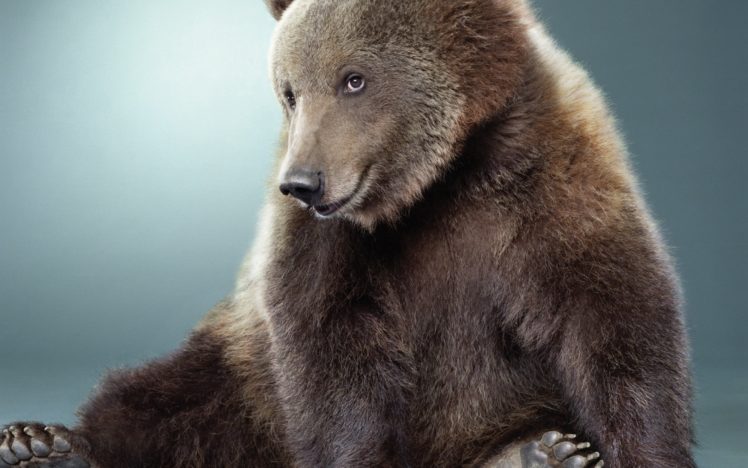 animals, Humor, Funny, Smiling, Sitting, Bears HD Wallpaper Desktop Background