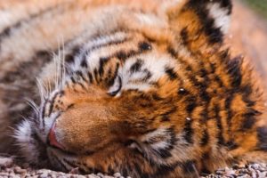animals, Tigers, Sleeping