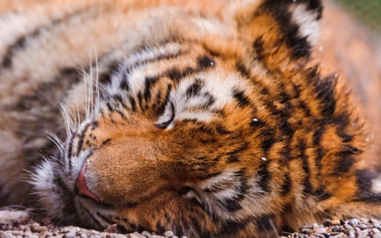 animals, Tigers, Sleeping HD Wallpaper Desktop Background