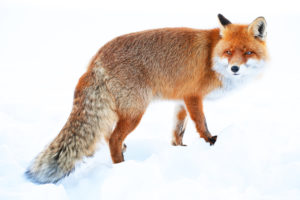 fox, Winter, Snow