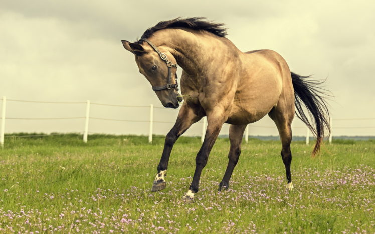 nature, Field, Horse HD Wallpaper Desktop Background