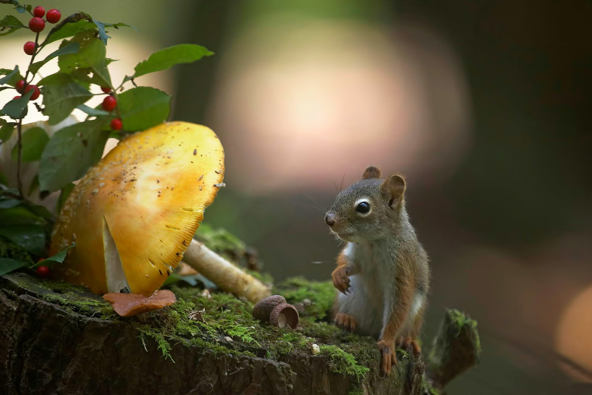 stump, Moss, Nature, Squirrel Wallpaper