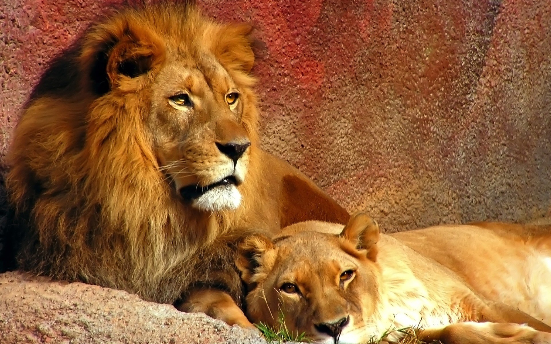 animals, Couple, Lions Wallpaper