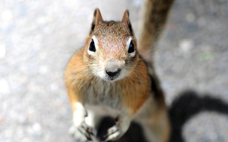 a, Squirrel, Is, Looking, Into, The, Camera HD Wallpaper Desktop Background