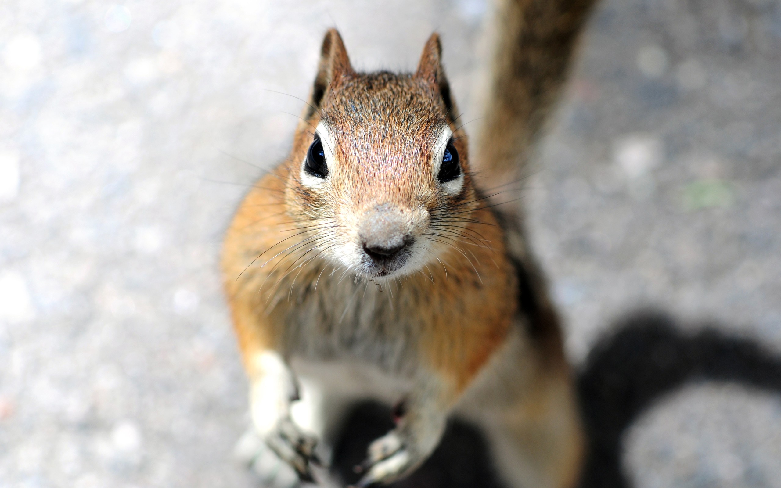 a, Squirrel, Is, Looking, Into, The, Camera Wallpaper