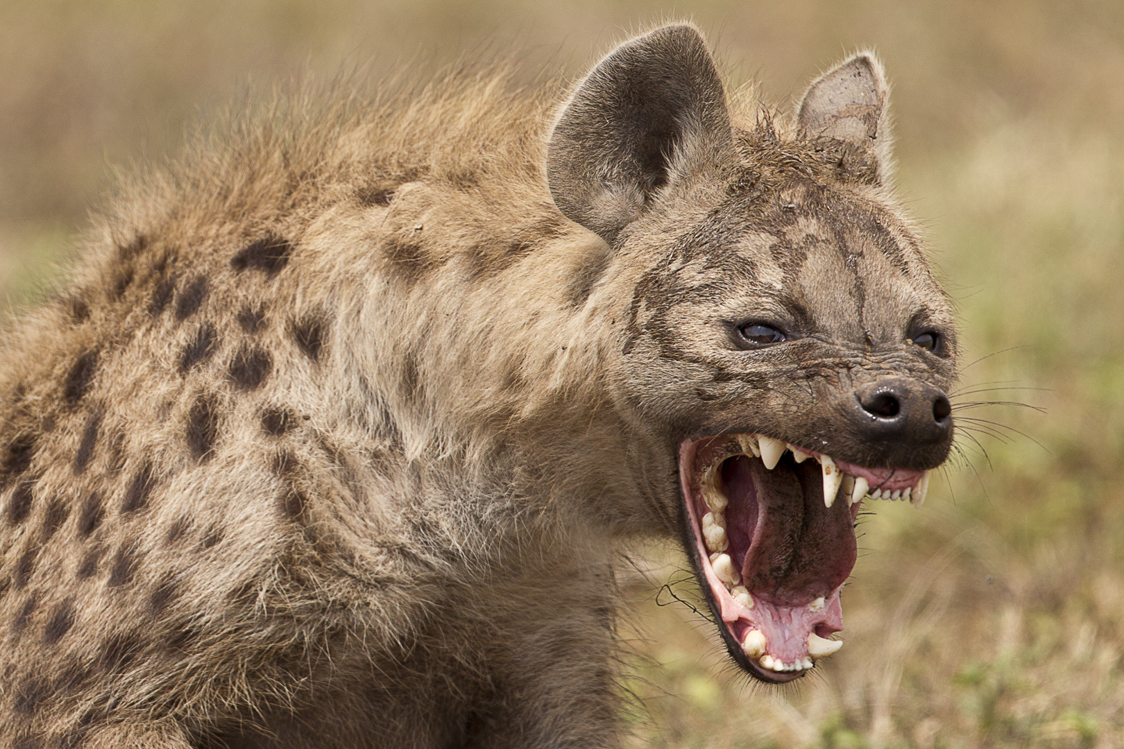 hyena Wallpaper
