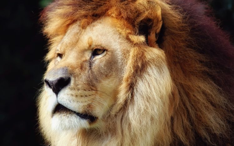 animals, Lions, Faces HD Wallpaper Desktop Background