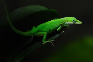 lizard, On, A, Green, Leaf