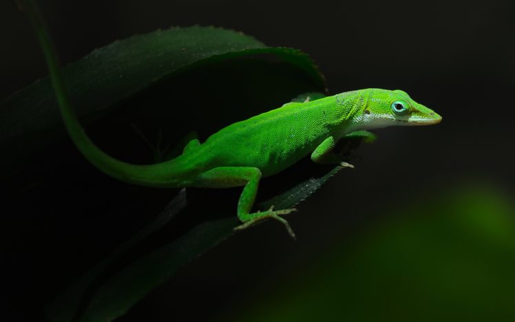 lizard, On, A, Green, Leaf HD Wallpaper Desktop Background
