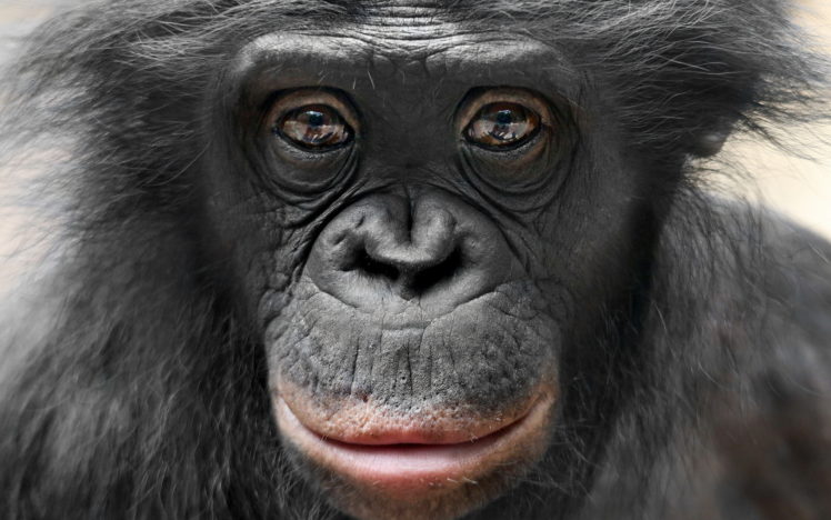 monkey, Nature, Sight HD Wallpaper Desktop Background