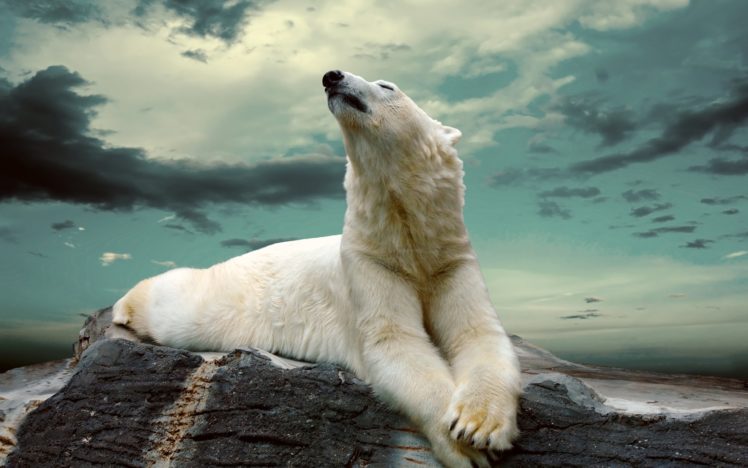 polar, Bear, Animal, Clouds, Stone HD Wallpaper Desktop Background