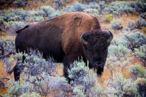 bulls, Bison, Animals, Buffalo