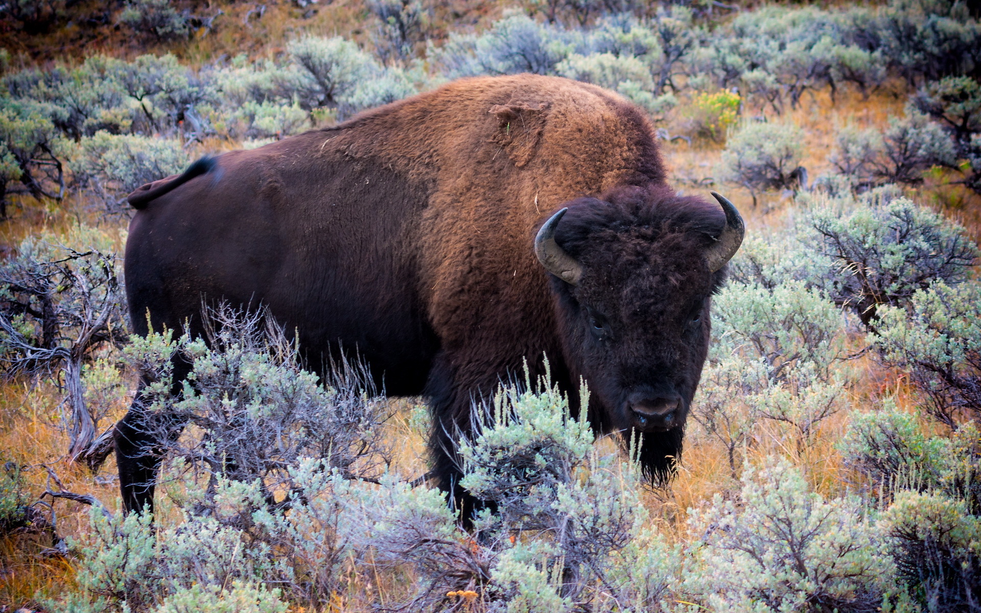 bulls, Bison, Animals, Buffalo Wallpaper