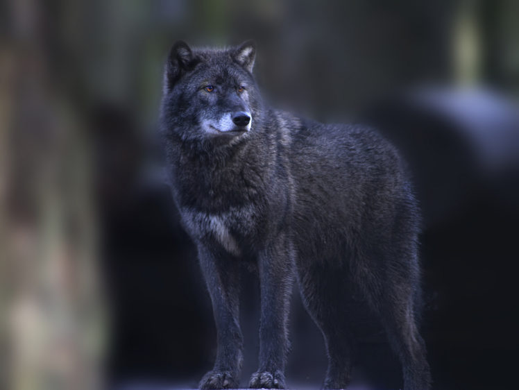 wolf, Gray, Stands, Smotirt HD Wallpaper Desktop Background
