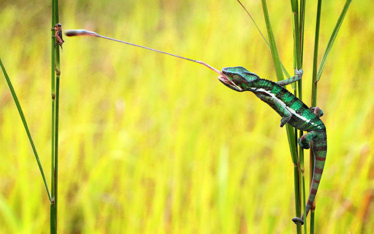 chameleon, Lizard HD Wallpaper Desktop Background