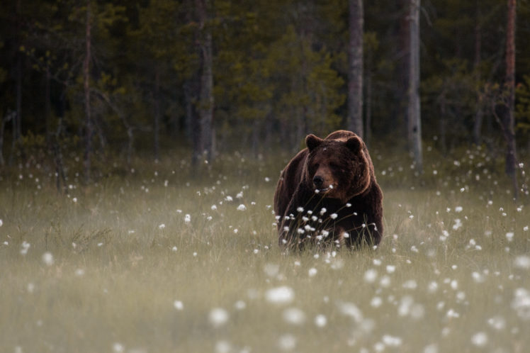 forest, Meadow, Flowers, Teddy, Bear, Brown HD Wallpaper Desktop Background