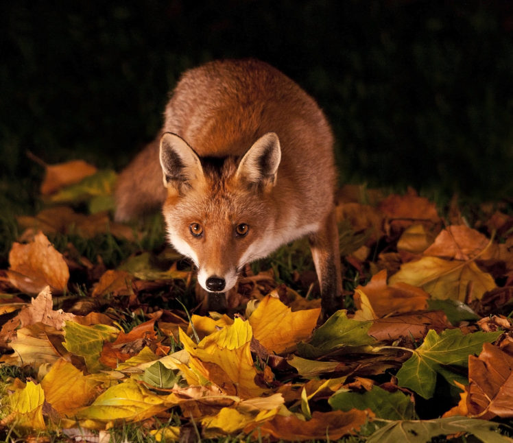 grass, Leaves, Autumn, Night, Fox, Red HD Wallpaper Desktop Background