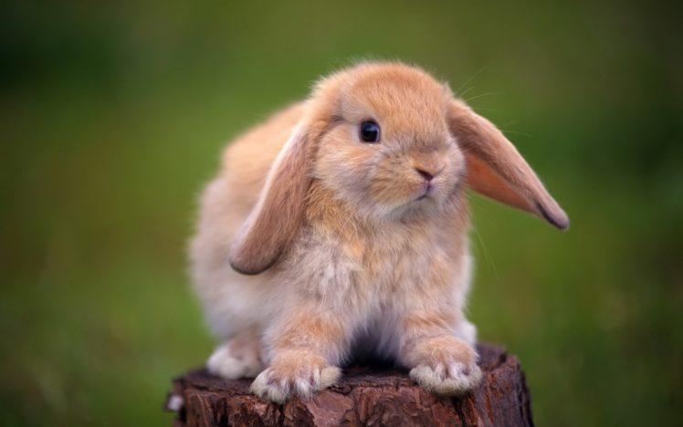 bunnies HD Wallpaper Desktop Background