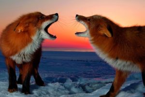 snow, Red, Animals, Foxes