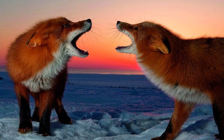 snow, Red, Animals, Foxes HD Wallpaper Desktop Background