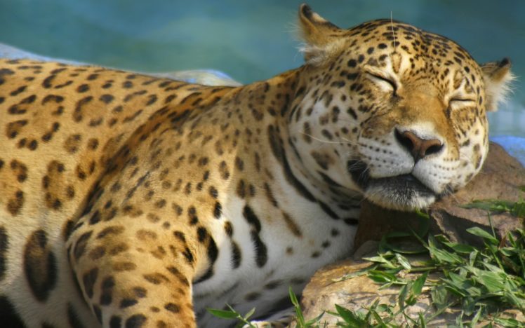 animals, Leopards HD Wallpaper Desktop Background