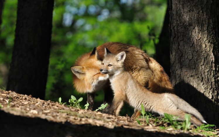 nature, Animals, Foxes HD Wallpaper Desktop Background