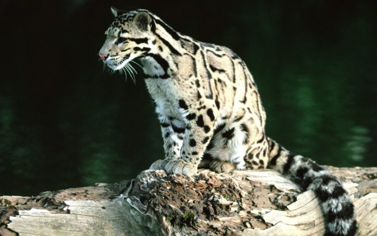 feline, Clouded, Leopards HD Wallpaper Desktop Background