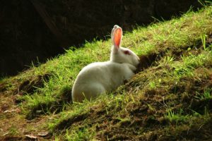 bunnies, White, Animals, Grass