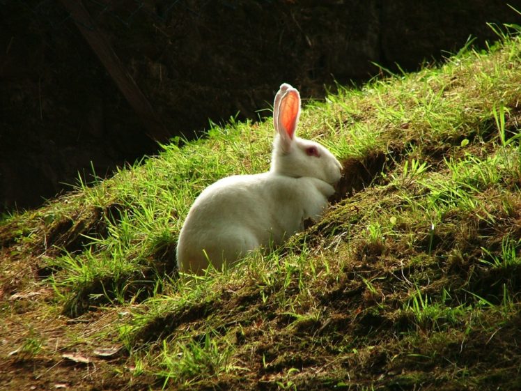 bunnies, White, Animals, Grass HD Wallpaper Desktop Background