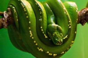 green, Nature, Snakes, Reptiles, Branches