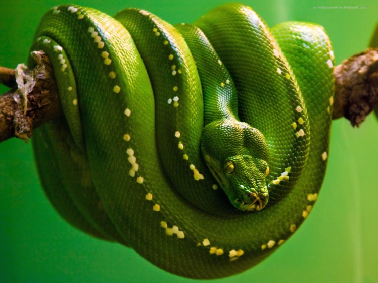 green, Nature, Snakes, Reptiles, Branches HD Wallpaper Desktop Background