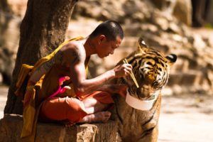 animals, Tigers, Monk