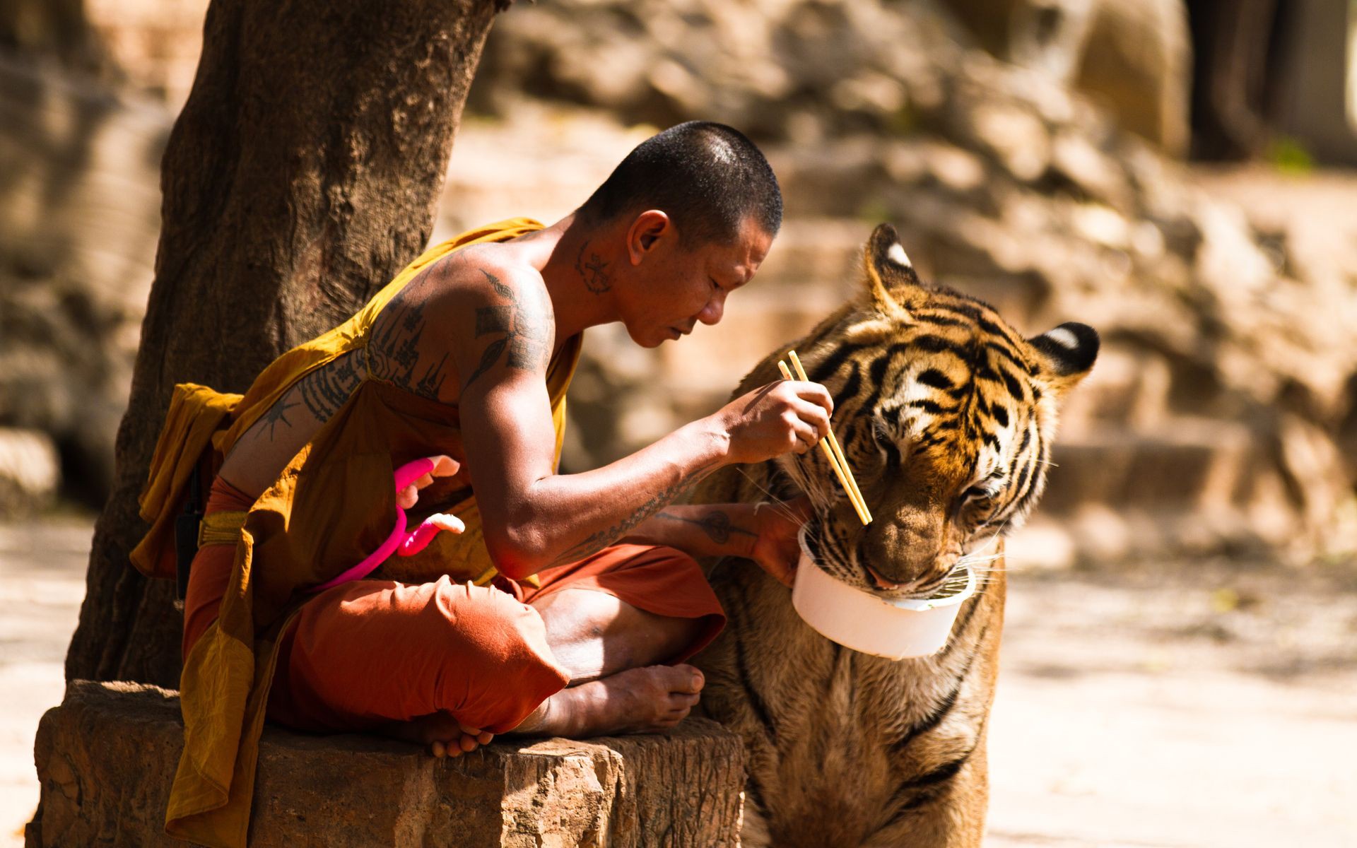 animals, Tigers, Monk Wallpaper
