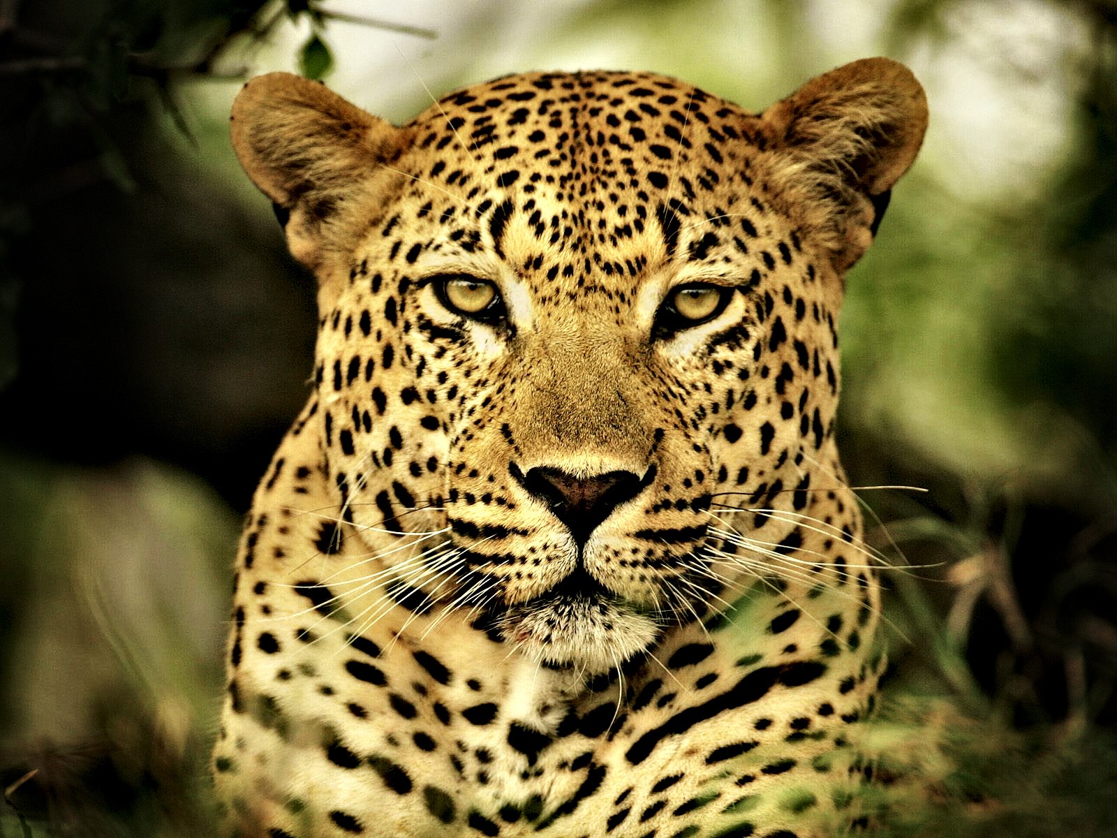 animals, Leopards Wallpaper