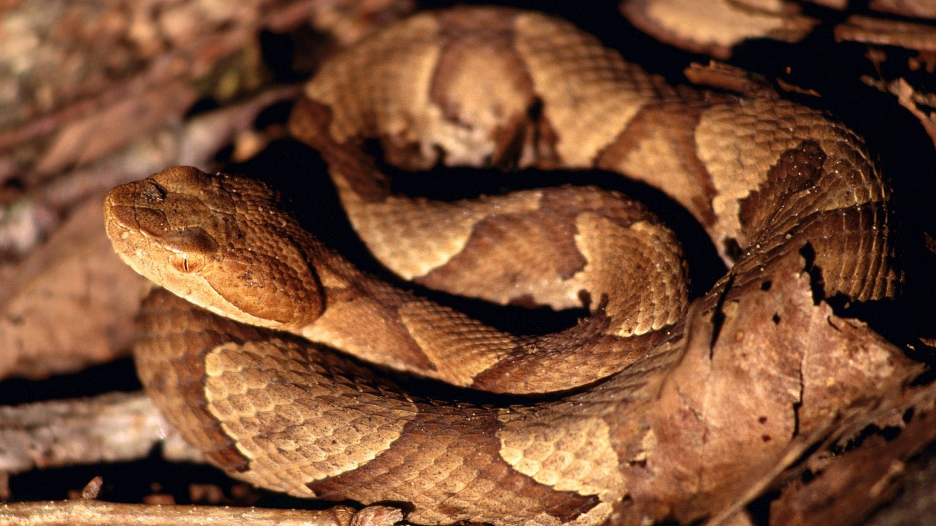 autumn, Wildlife, Snakes, Tennessee, Reptiles, Parks, Creek, American, Copperhead Wallpaper