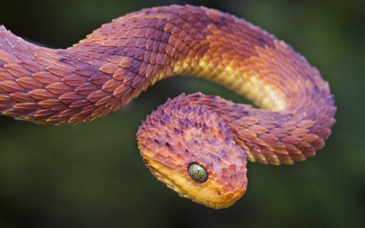 animals, Snakes, Viper, Reptiles HD Wallpaper Desktop Background
