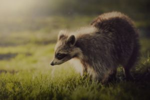 animals, Raccoons