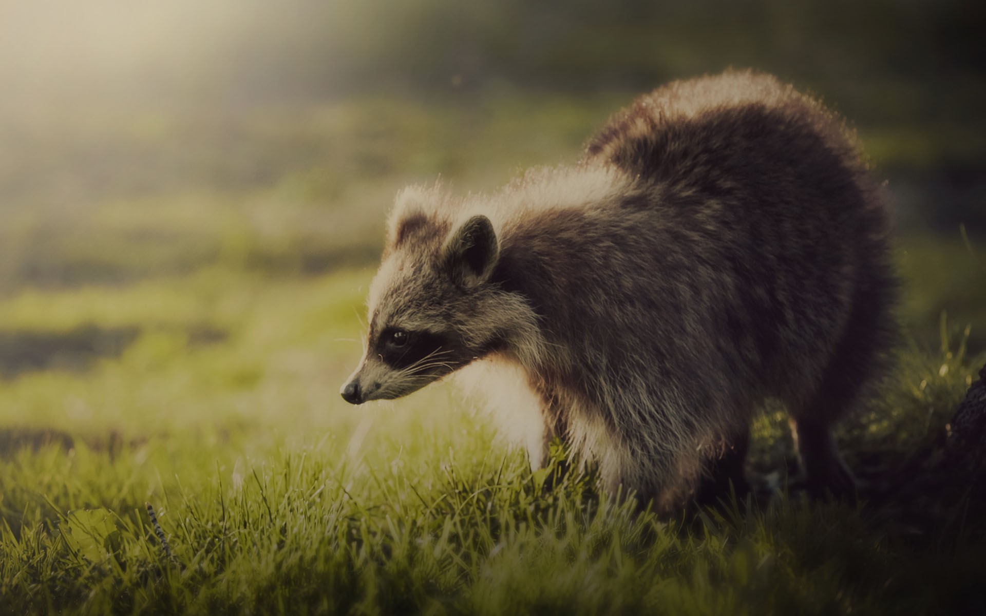 animals, Raccoons Wallpaper