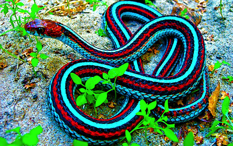 snakes, Garter, Snakes HD Wallpaper Desktop Background
