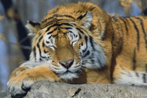 animals, Tigers, Russia, Sleeping, Siberian, Tiger